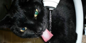 moisture in the diet helps prevent urinary issues in cats