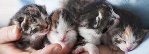 what to do when you find kittens