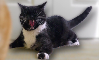 Cat Screaming — What It Sounds Like and What It Means - Catster