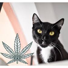 can cannabis help cats