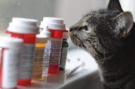 anxiety and meds for cats